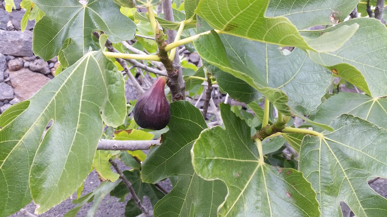 Finca Fajardo La Vegueta Dış mekan fotoğraf